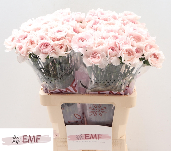 <h4>DI ST BRIDAL DAMASCU</h4>