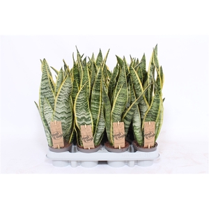 Sansevieria Laurentii