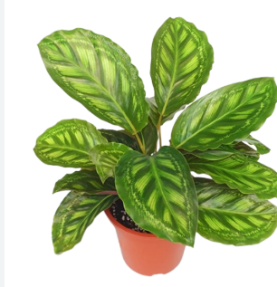 <h4>CALATHEA FLAMESTAR P17</h4>