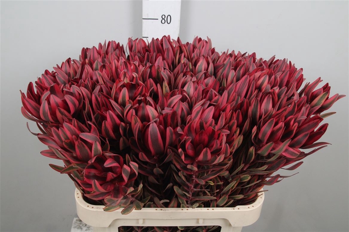 <h4>Leucad Jester 080cm</h4>