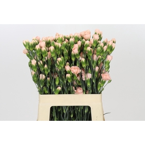 Dianthus Sp Hamada