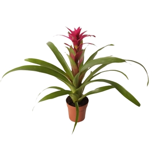 Guzmania Voila