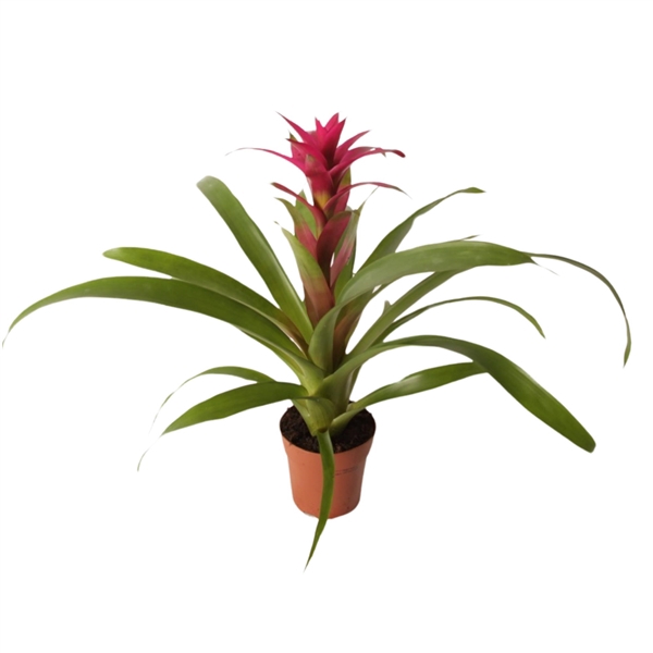 <h4>Guzmania Voila</h4>