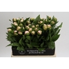 Paeonia Vanguard