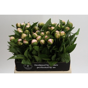 Paeonia Vanguard