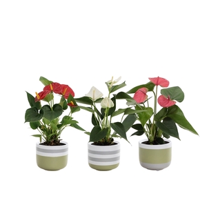 Anthurium 3 color mix in Alice ceramics