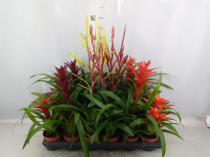 Bromelia   ...mix  6