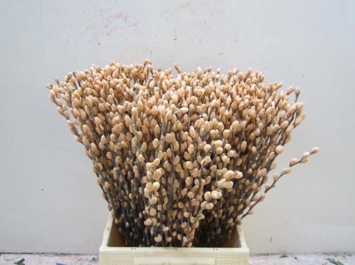 <h4>Sali Katje Zalm L50</h4>