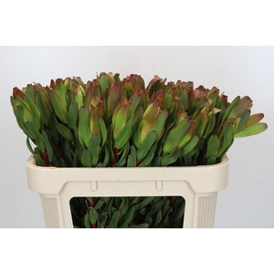 LEUCAD LAUREL YELLOW