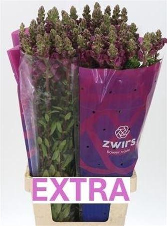 <h4>Antir Potomac Crimson</h4>