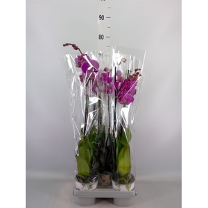 Phalaenopsis   ...lilac