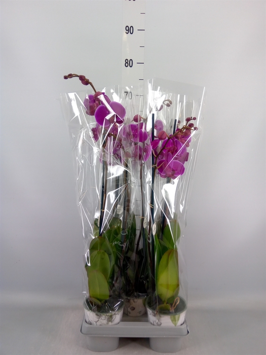 <h4>Phalaenopsis   ...lilac</h4>