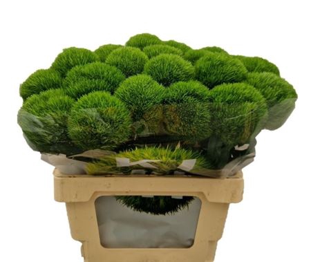 <h4>Di Barb Kiwi Mellow 60cm</h4>