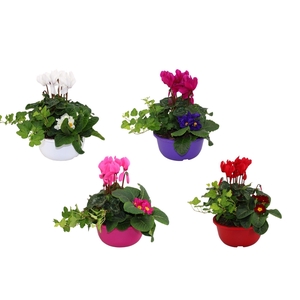 Hello Winter Trio in 19 cm schaal 'Snow'