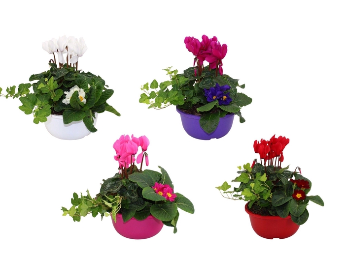 <h4>ARR TUINPLANTEN</h4>