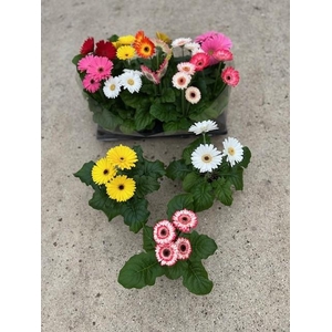 GERBERA-HYBRID P12 3-4 BL