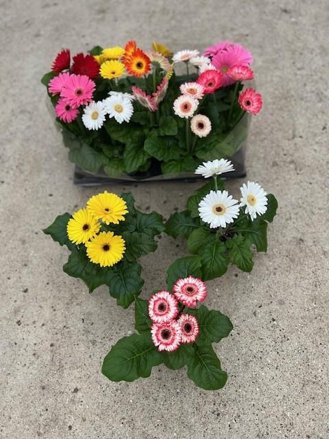<h4>GERBERA-HYBRID P12 3-4 BL</h4>