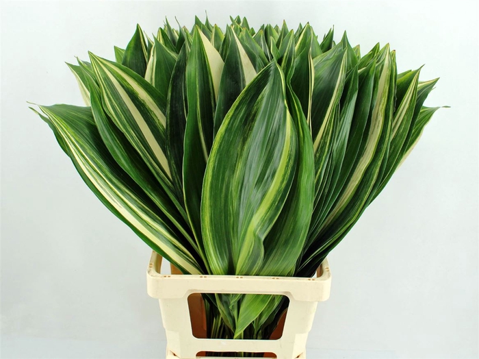 <h4>Aspidistra Noy 80cm</h4>
