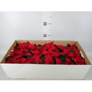 Euphorbia pulc. 'Christ Feel'