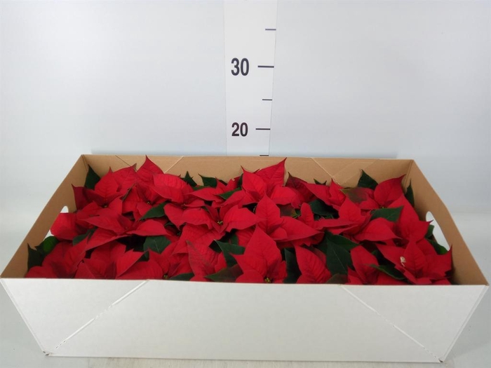 <h4>Euphorbia pulc. 'Christ Feel'</h4>