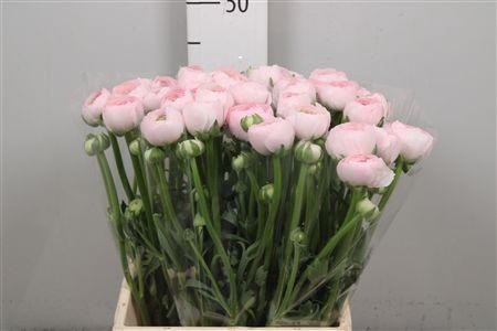 <h4>Ran Su Hanoi</h4>