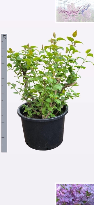 <h4>SYRI V LAVALIENSIS</h4>