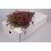Chame Rotem Purple Extra
