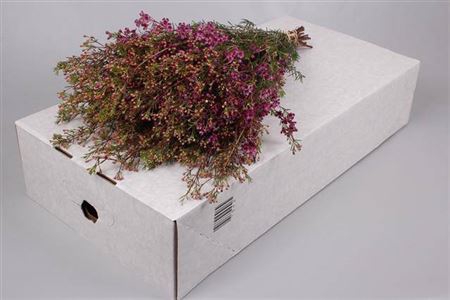Chame Rotem Purple Extra