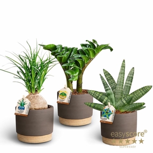 WB Mocca Sculpture Collection