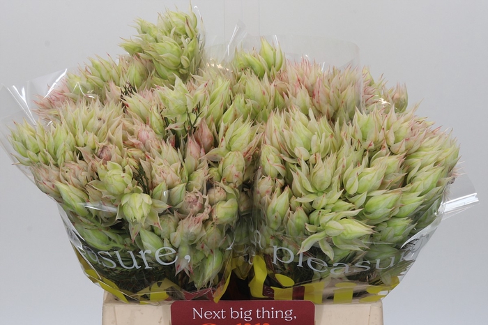 <h4>Blushing Bride Ayoba Bridal Star</h4>
