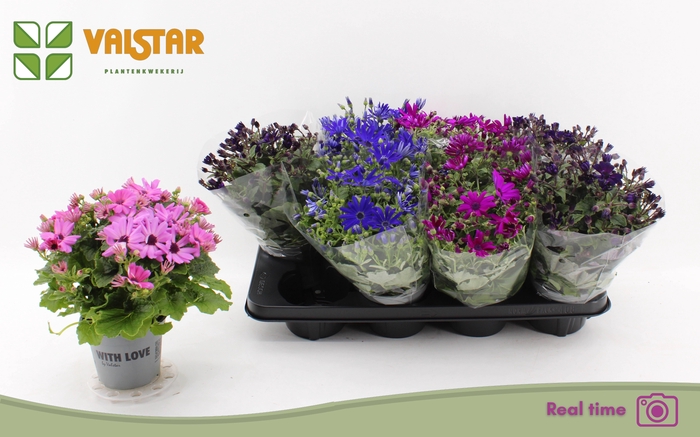 <h4>PERICALLIS MIX P12</h4>