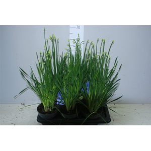 Allium Millenium