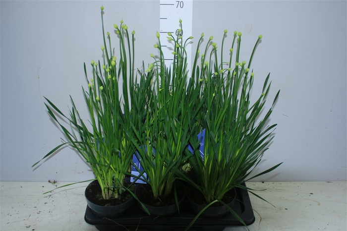 <h4>Allium Millenium</h4>
