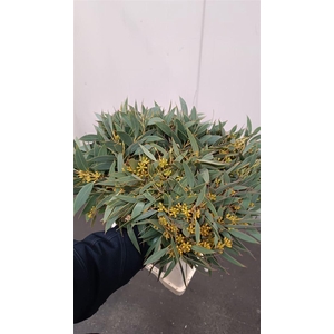 Eucalyptus per bos populifolia (met bes)