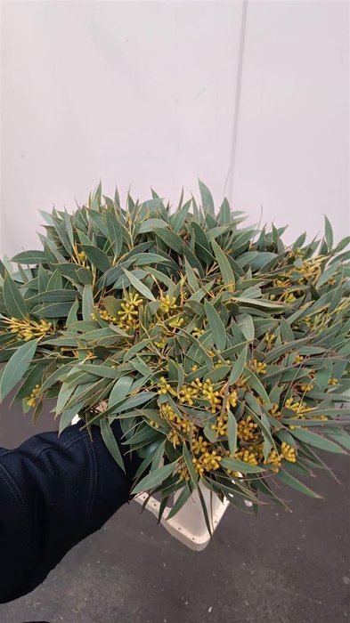 <h4>Eucalyptus per bos populifolia (met bes)</h4>