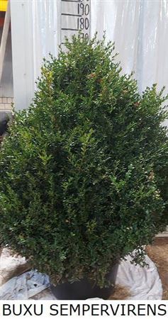 <h4>Buxus Sempbush Xl</h4>