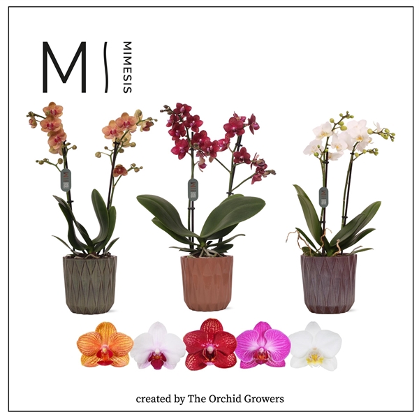 <h4>Mimesis Phal. Multi Mix - 2 spike 12cm in Maria ceramic</h4>