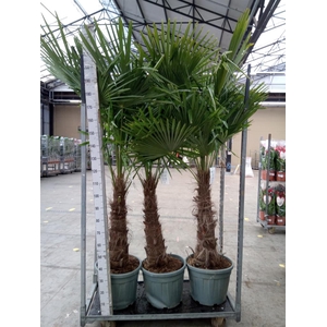 Trachycarpus fortunei