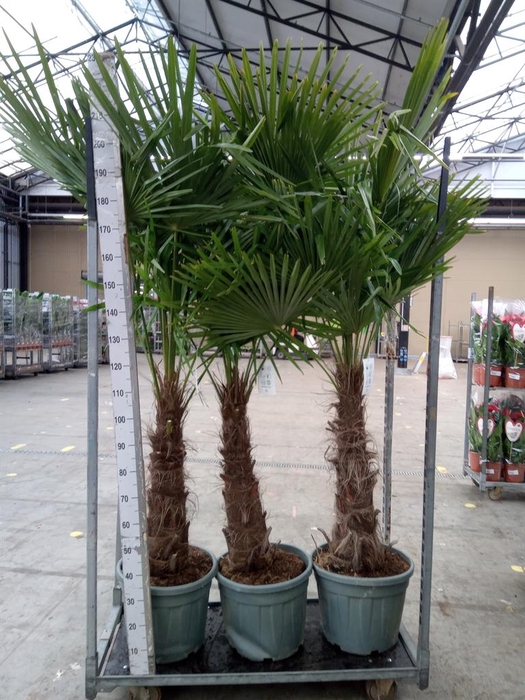 <h4>Trachycarpus fortunei</h4>