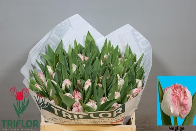 <h4>TU FR NEGLIGE</h4>