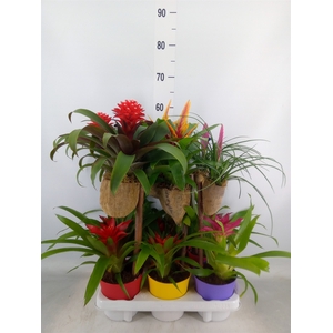 Bromelia   ...on wood  H%