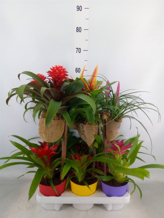 <h4>Bromelia   ...on wood  H%</h4>