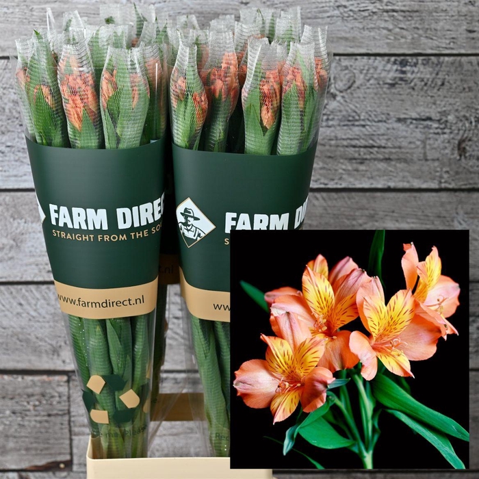 <h4>Alstro Lucca Orange 70gr</h4>