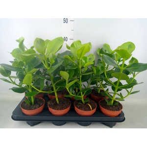 Clusia rosea 'Princess'