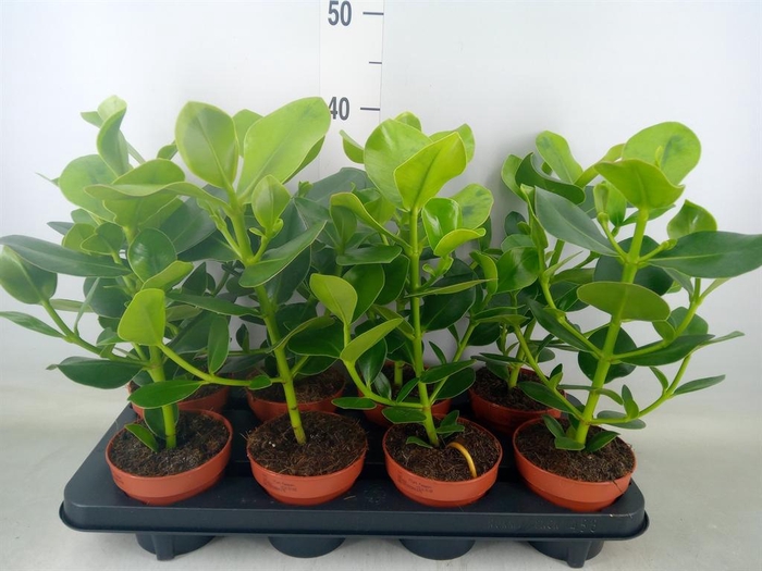 <h4>Clusia rosea 'Princess'</h4>