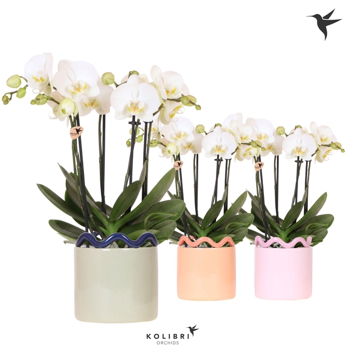 <h4>Kolibri Orchids Phalaenopsis Jewel Ghent 4 spike in Funky pot mix</h4>