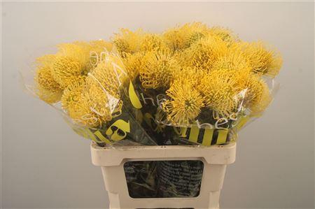 <h4>Leuco Co High Gold</h4>