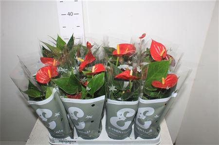<h4>Anthu An Success Red 2-3++</h4>