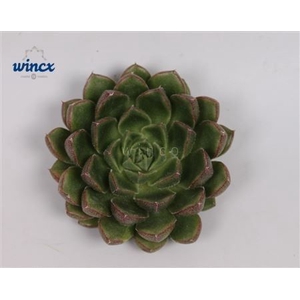 Echeveria Setosa Victor Cutflower Wincx-5cm