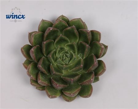 <h4>Echeveria Setosa Victor Cutflower Wincx-5cm</h4>